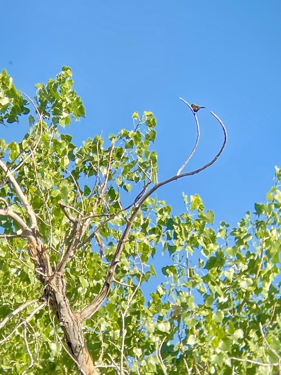 House Wren - ML620751597