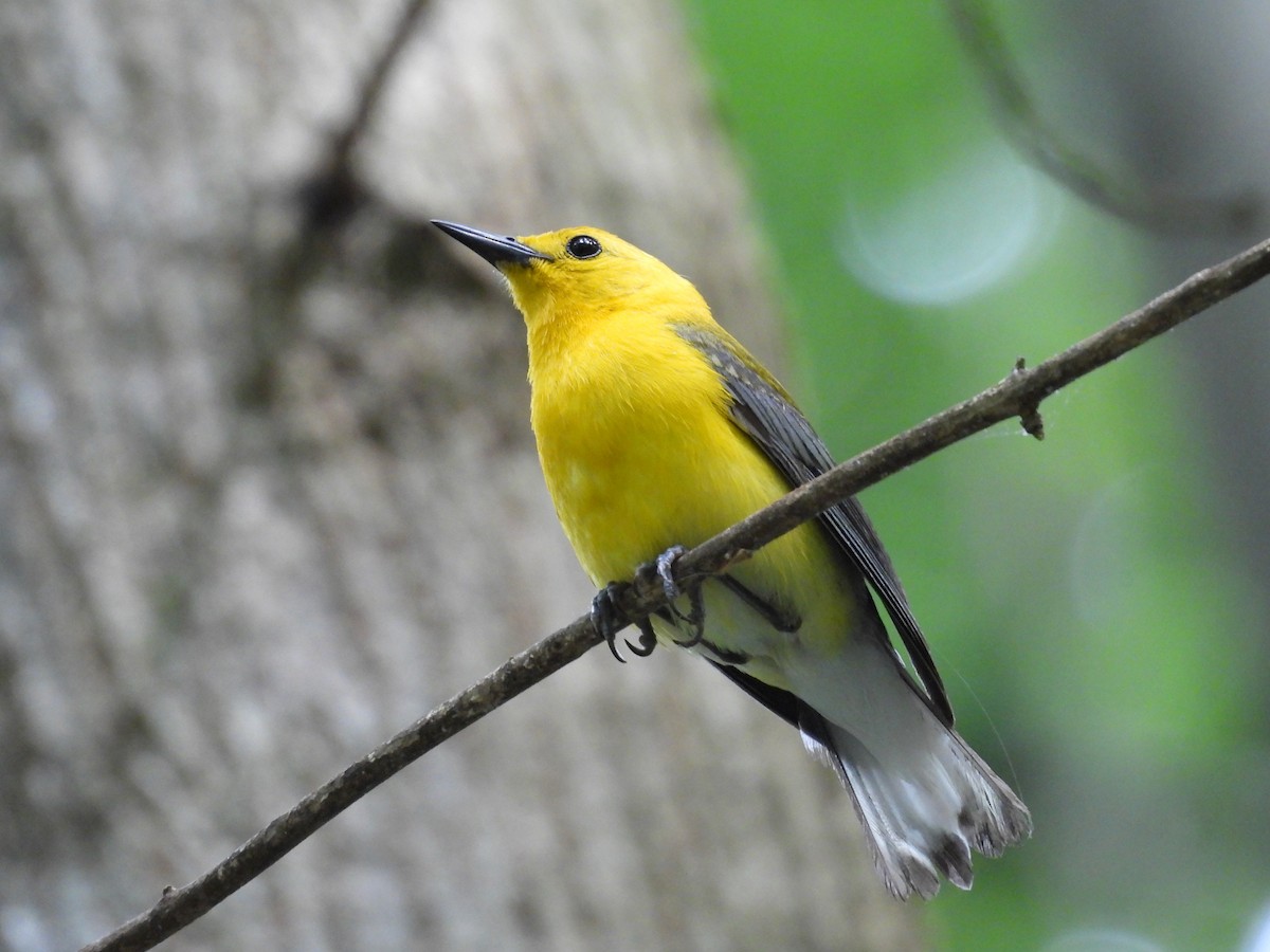 Prothonotary Warbler - ML620751614