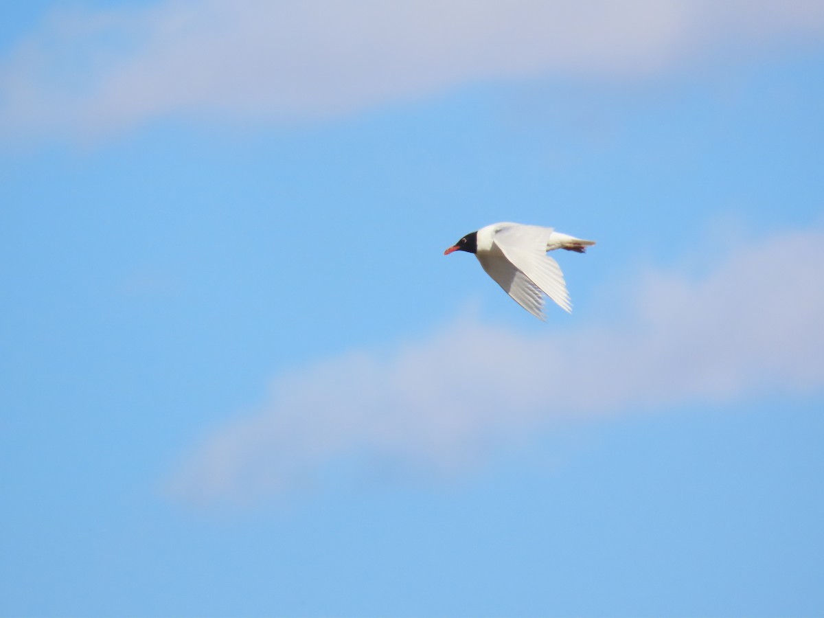 Mediterranean Gull - Miguel Diez Vaquero