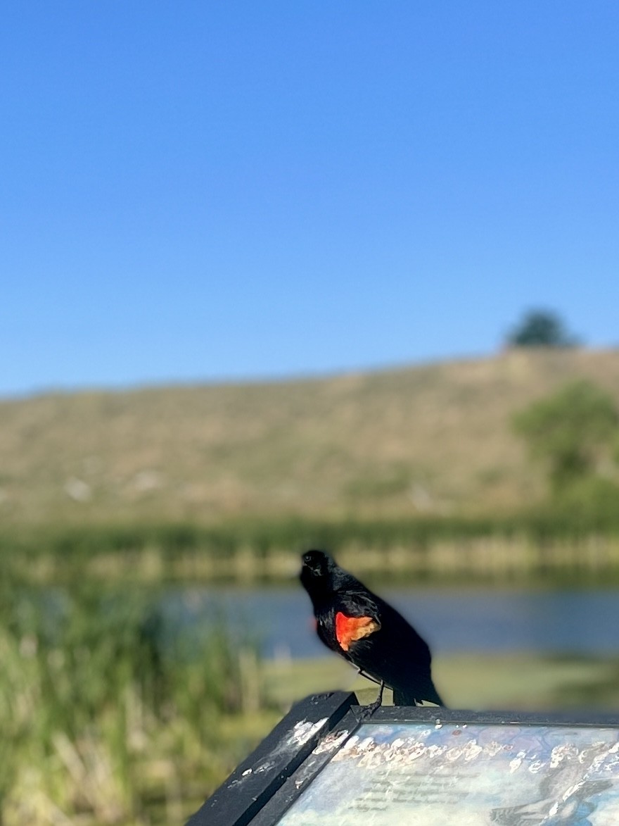 Red-winged Blackbird - ML620751617