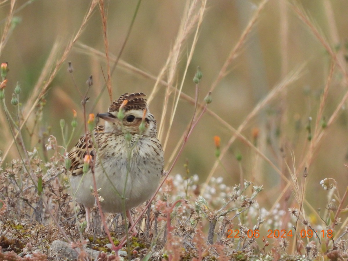 Wood Lark - ML620751625