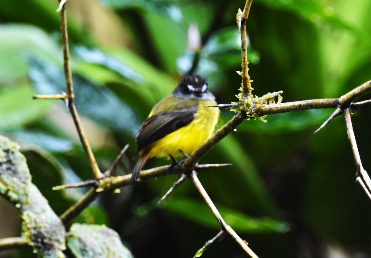 Ornate Flycatcher - ML620751632