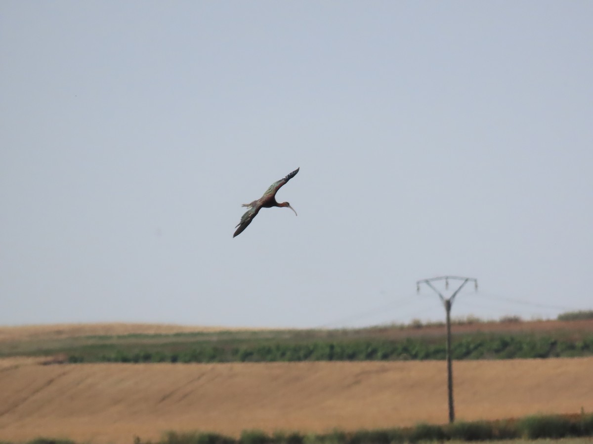 Glossy Ibis - ML620751658