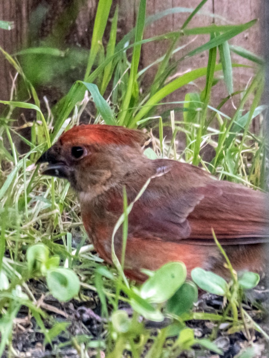 Cardinal rouge - ML620751692