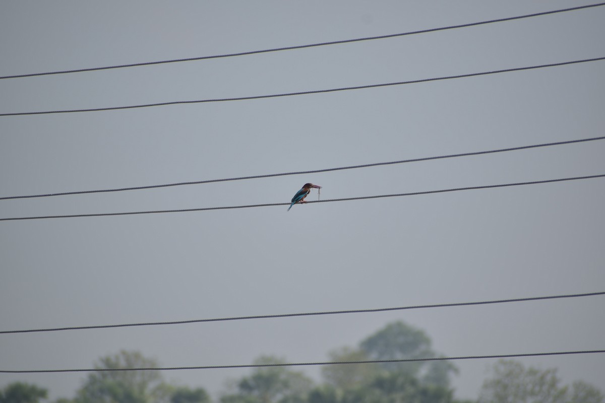 White-throated Kingfisher - ML620751695