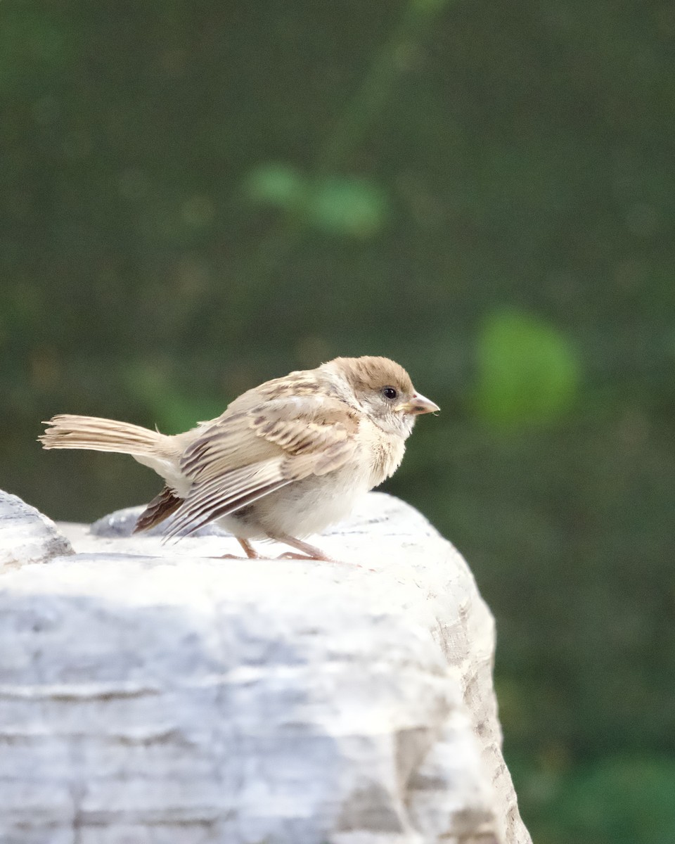 Eurasian Tree Sparrow - ML620751698