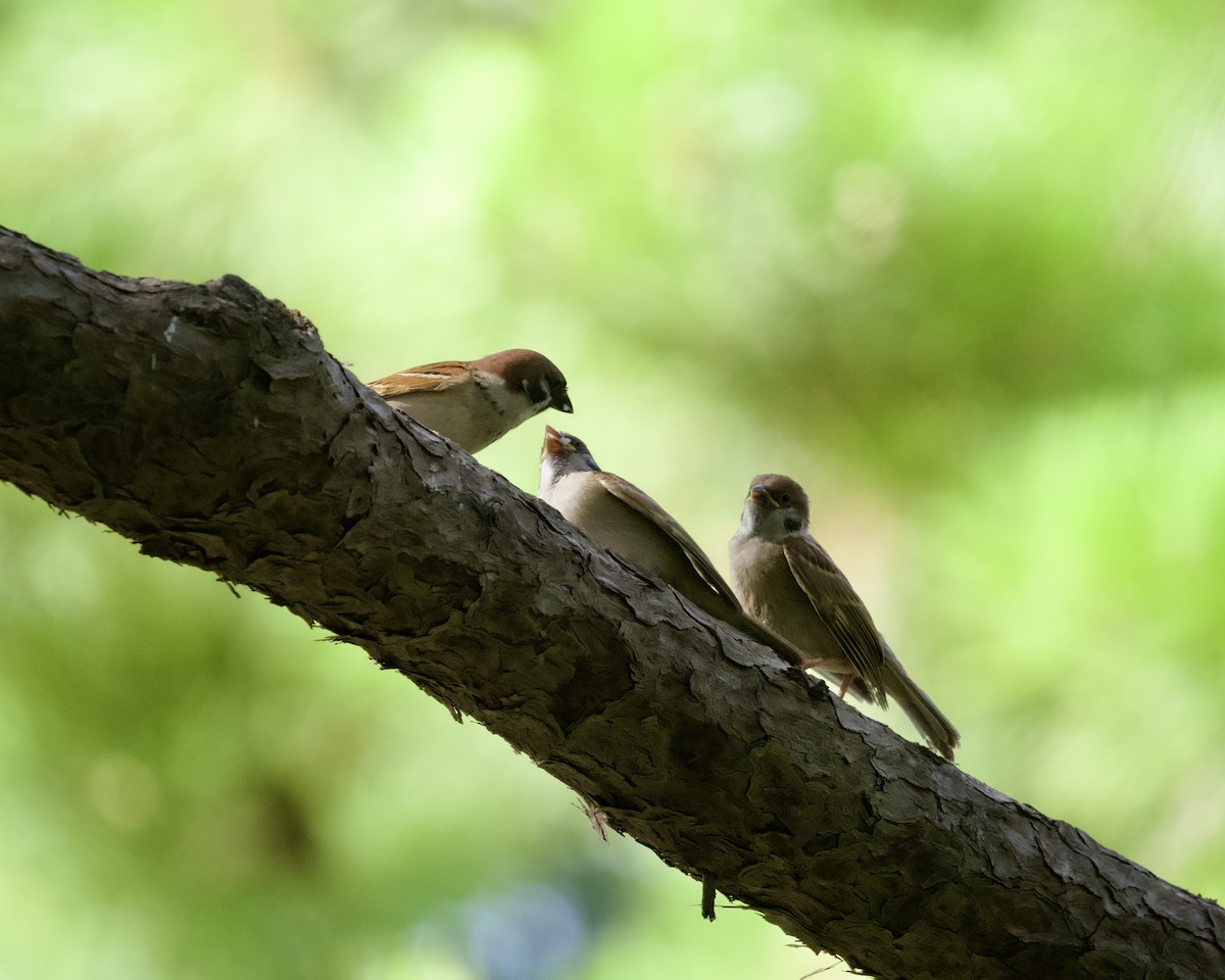 Eurasian Tree Sparrow - ML620751699
