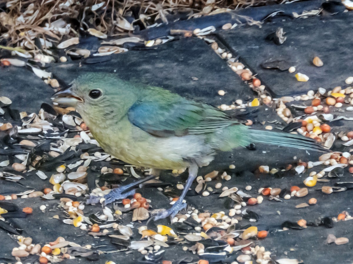 Painted Bunting - ML620751734