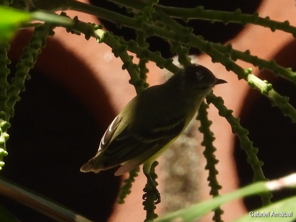 Southern Beardless-Tyrannulet - ML620751746