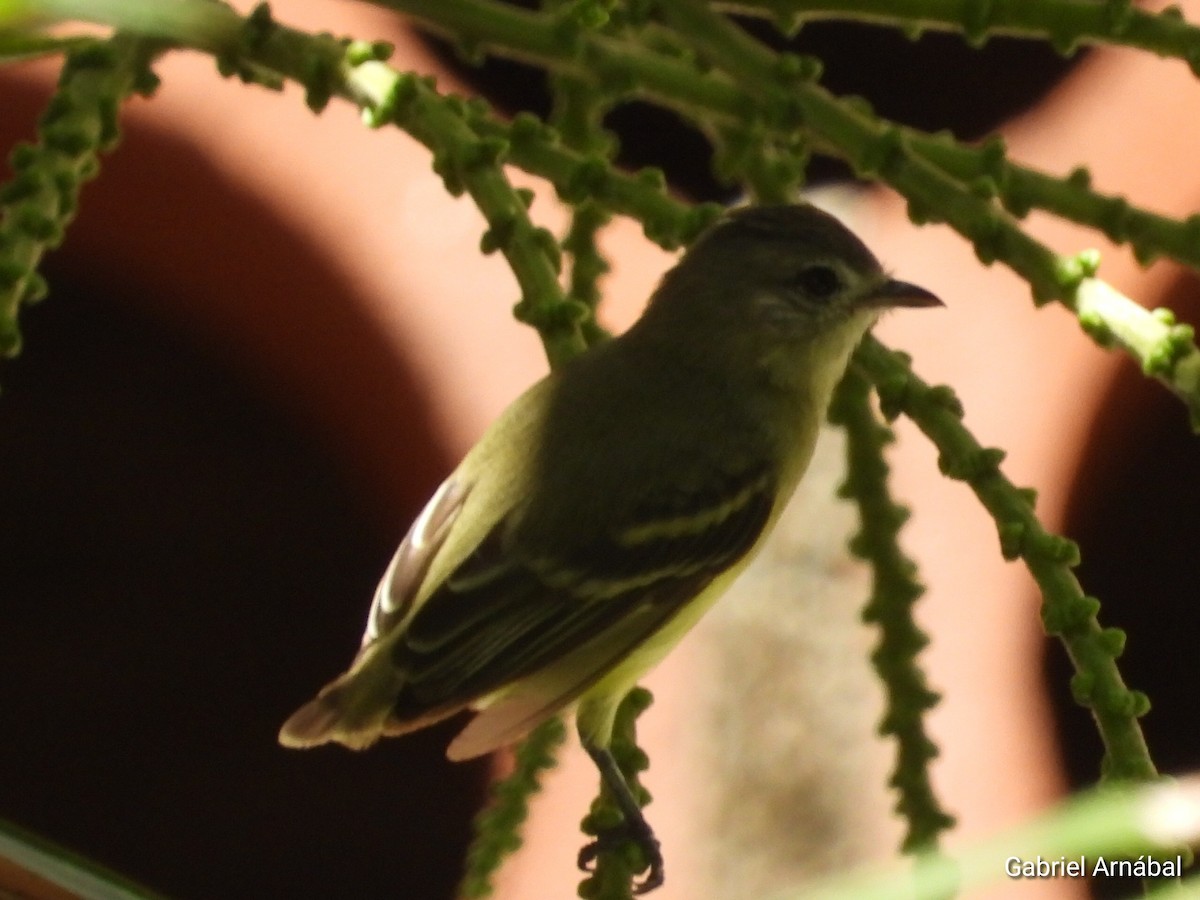 Southern Beardless-Tyrannulet - ML620751747