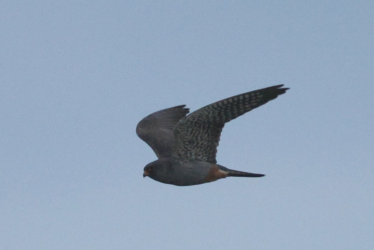 Red-footed Falcon - ML620751767