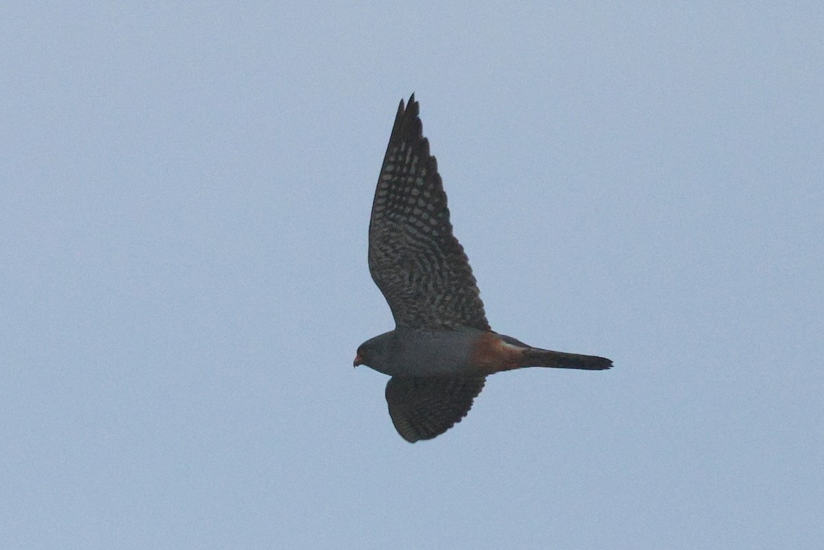 Red-footed Falcon - ML620751772