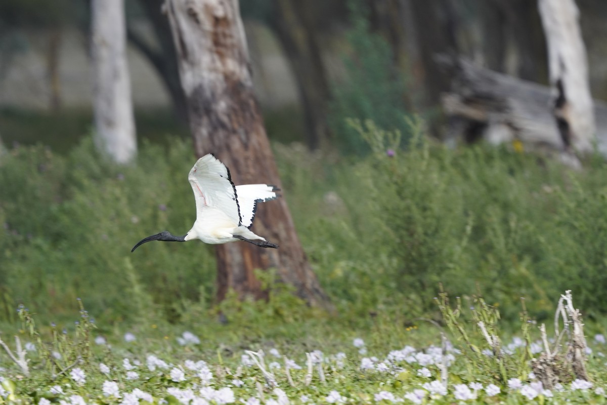 African Sacred Ibis - ML620751816