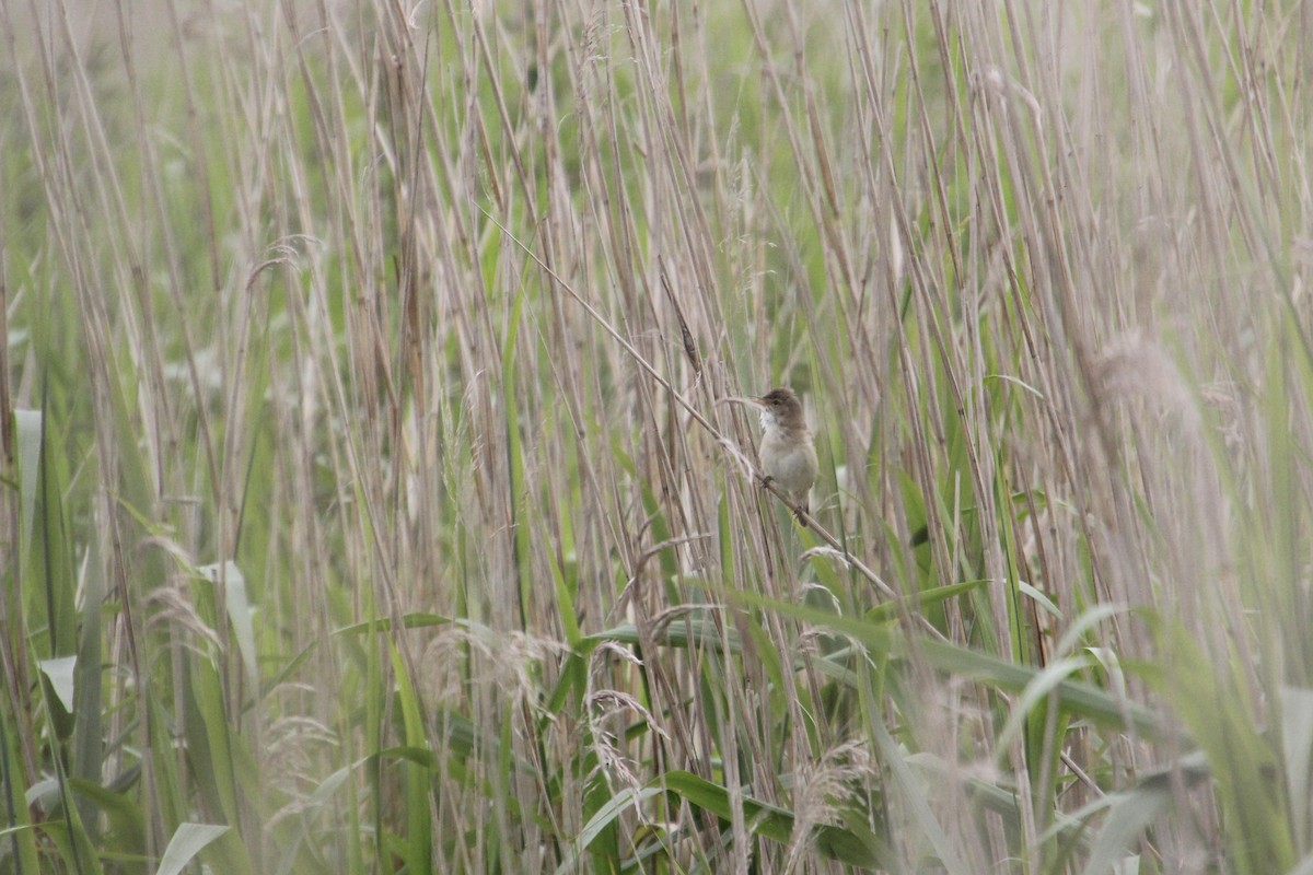 Common Reed Warbler - ML620751824