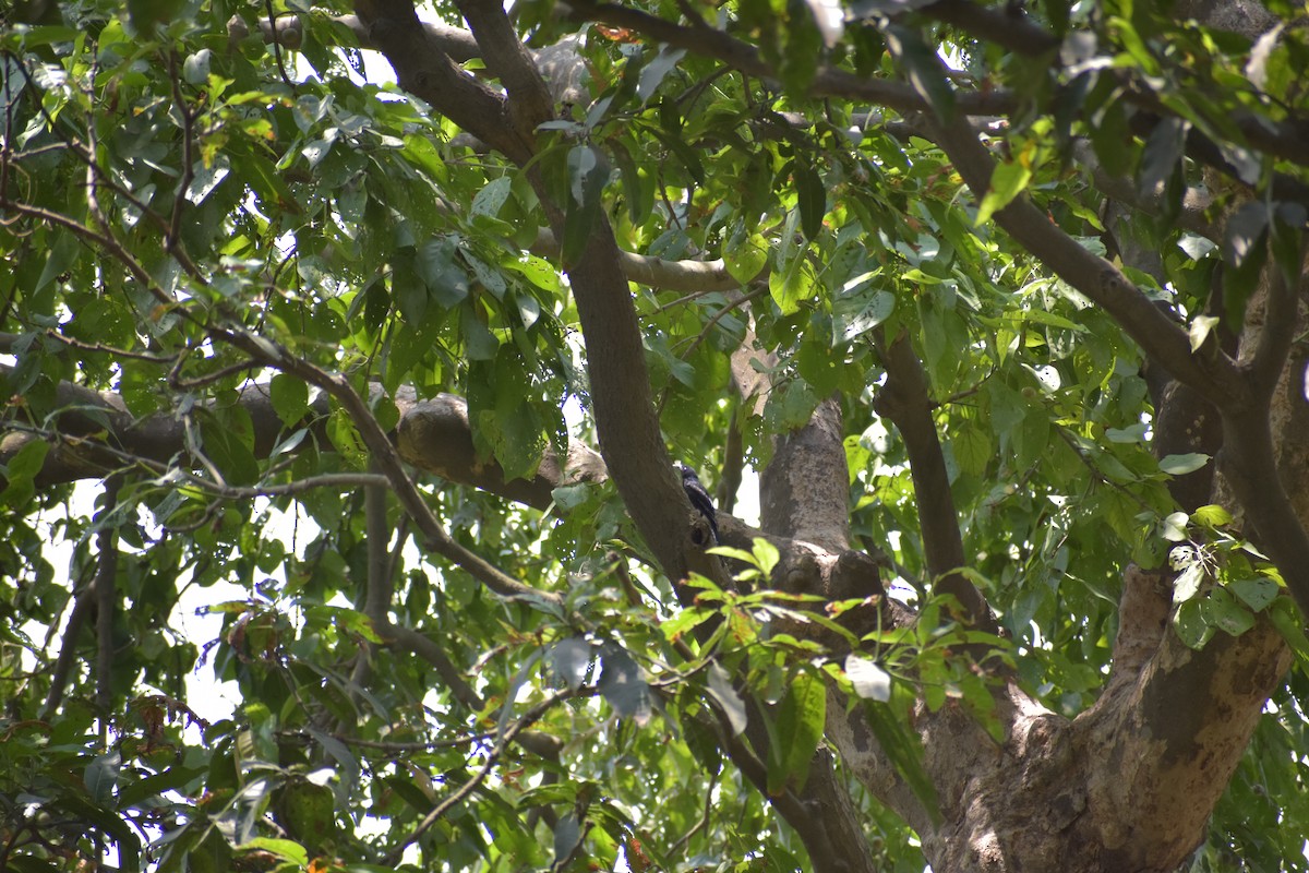 Black Drongo - ML620751827