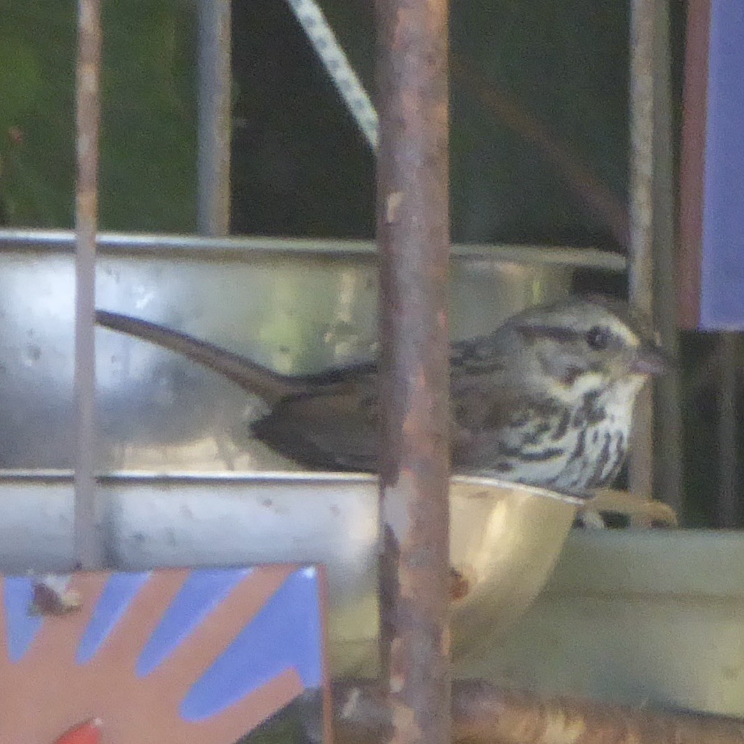 Song Sparrow - ML620751830