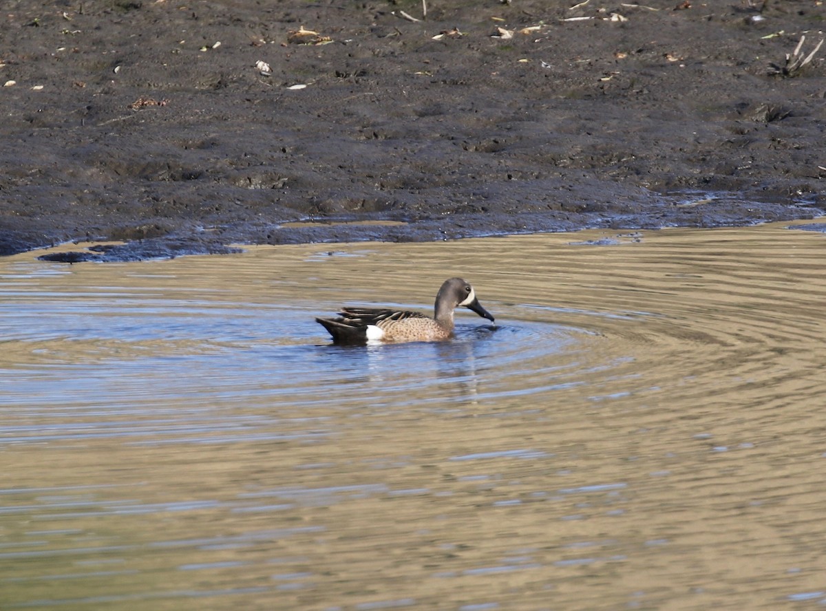 Blue-winged Teal - ML620751831