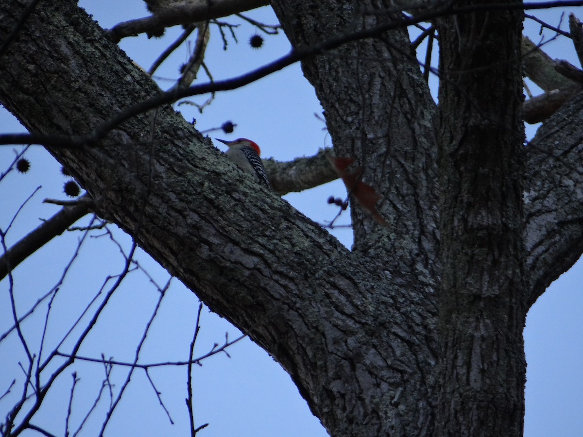 Red-bellied Woodpecker - ML620751832
