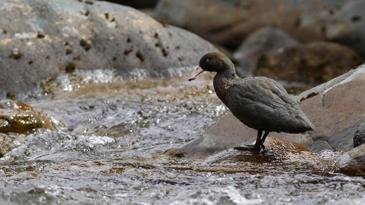 Blue Duck - ML620751843