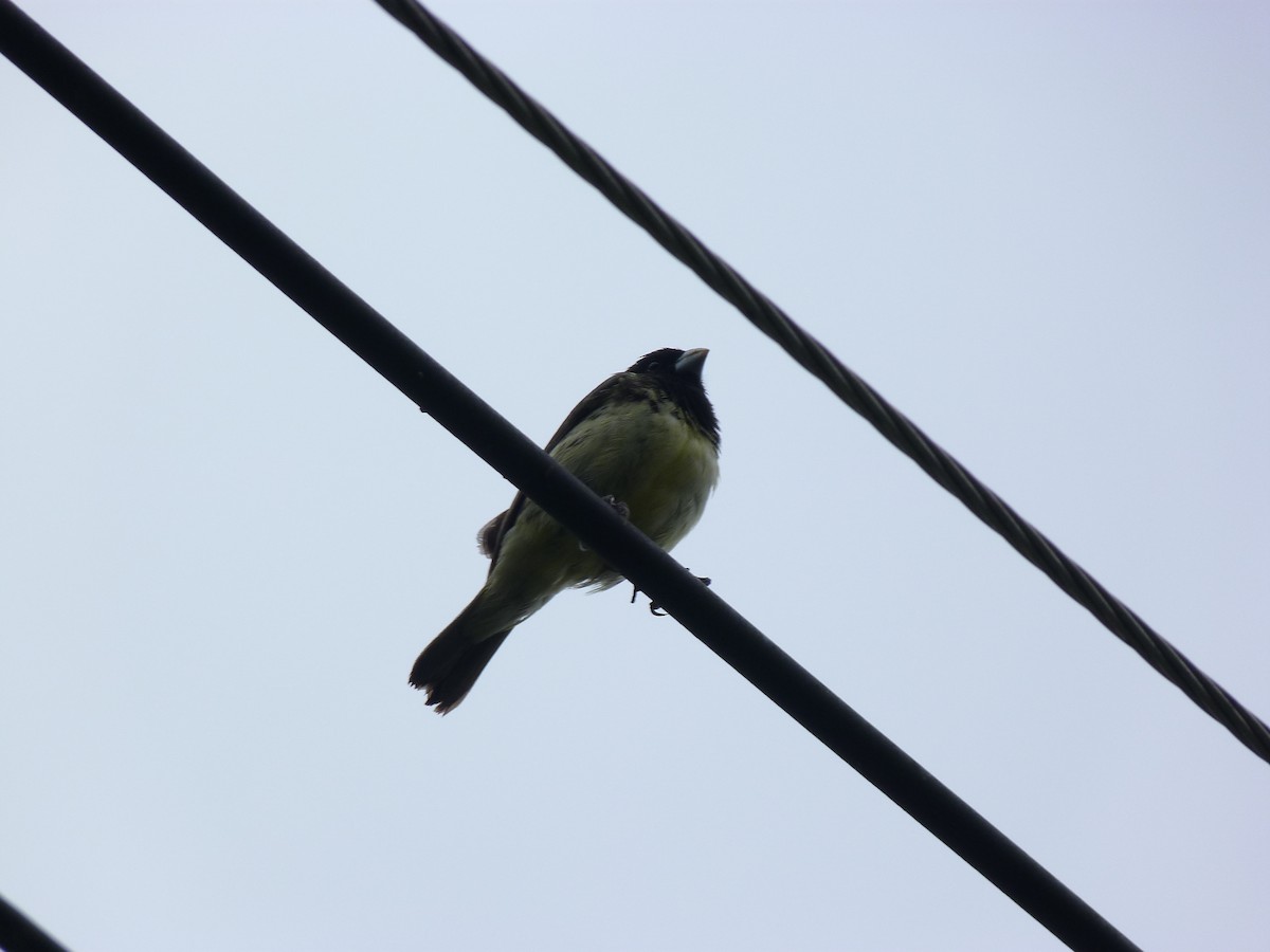 Yellow-bellied Seedeater - ML620751857