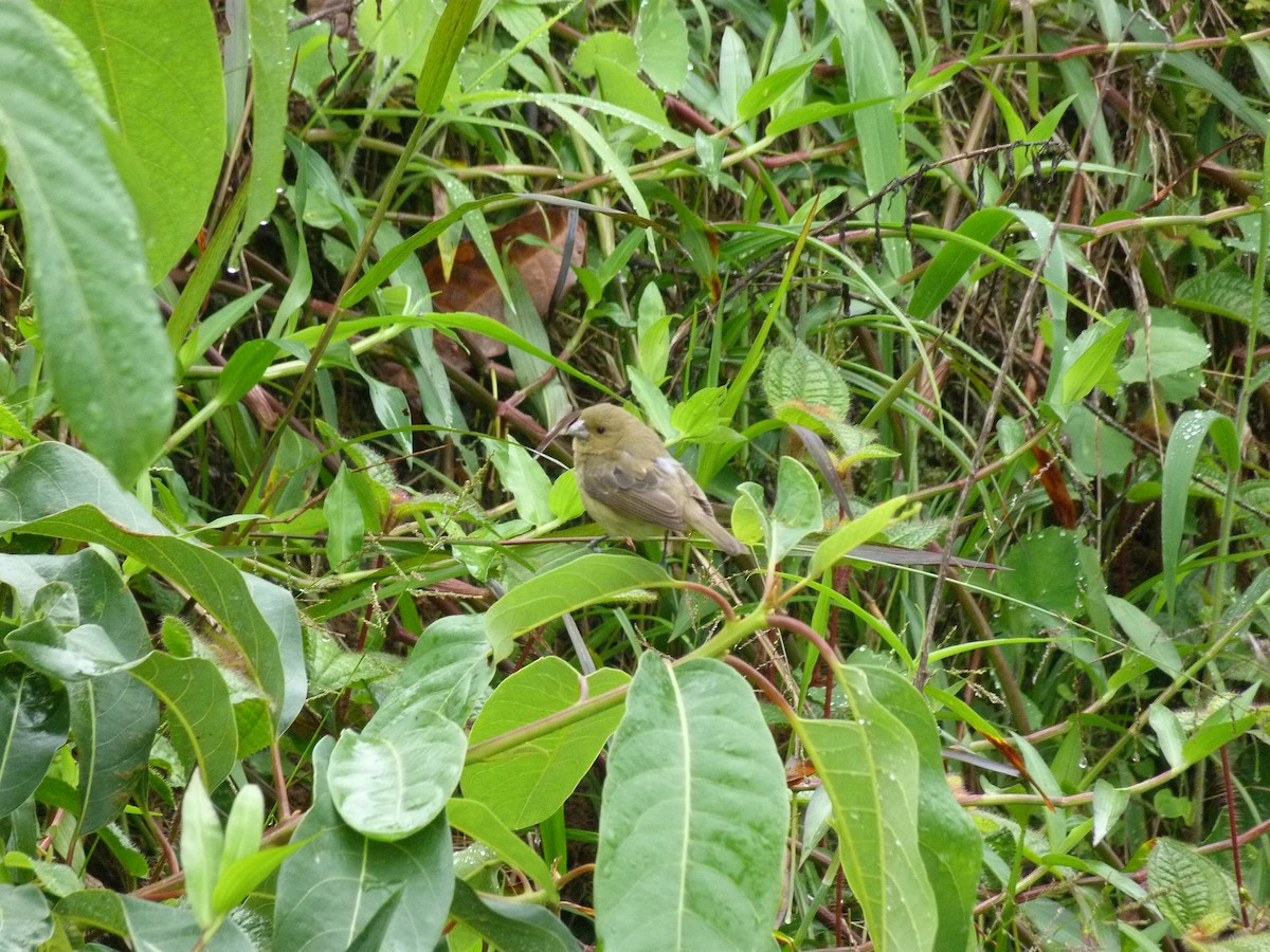 Yellow-bellied Seedeater - ML620751867