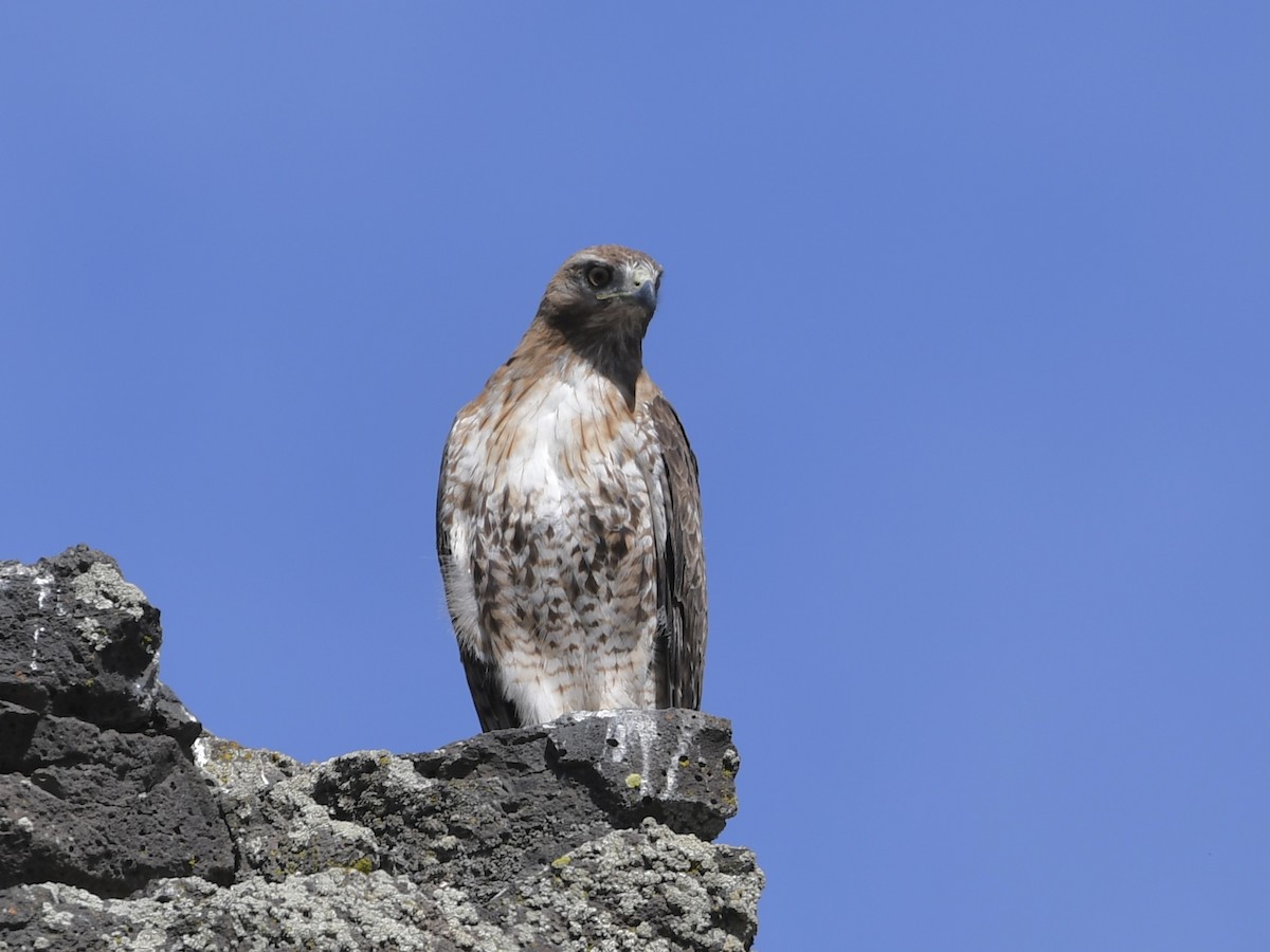 Red-tailed Hawk - ML620751869