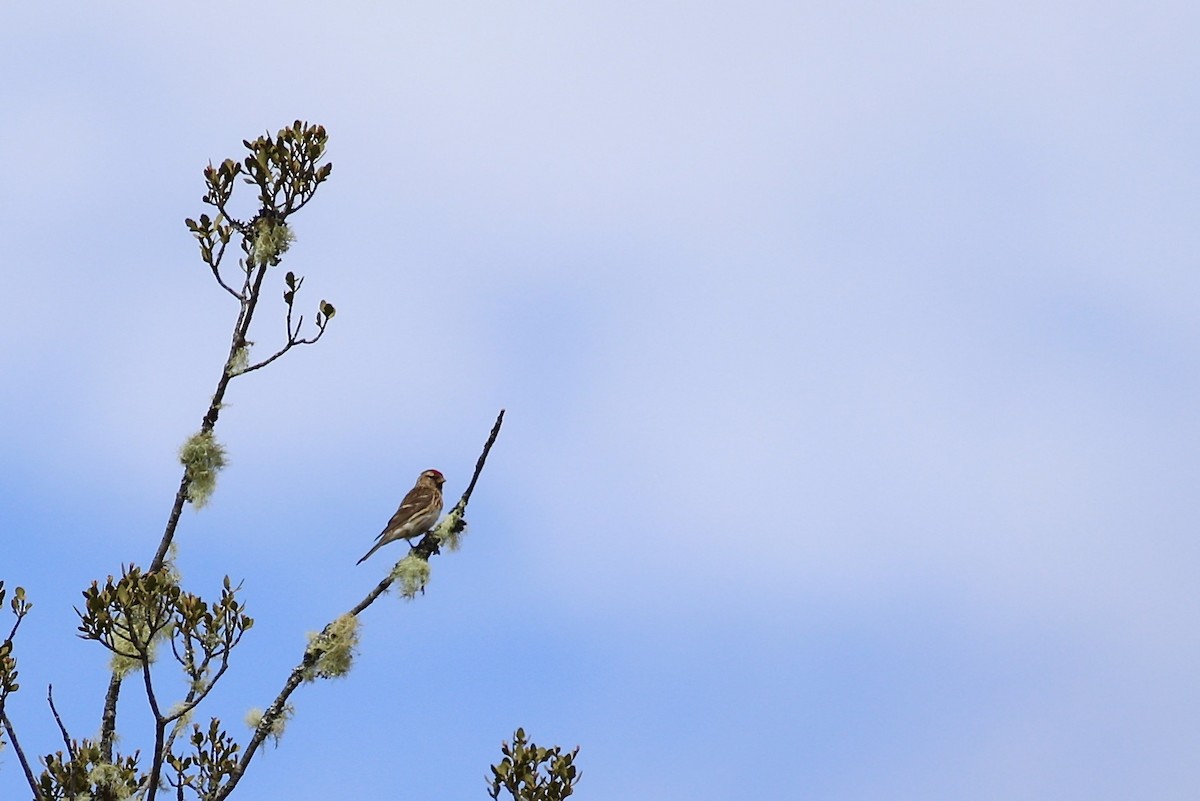 Redpoll (Lesser) - ML620751876