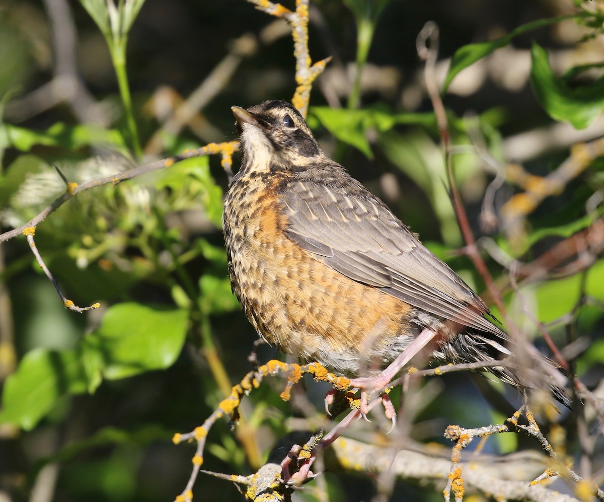 American Robin - ML620751892