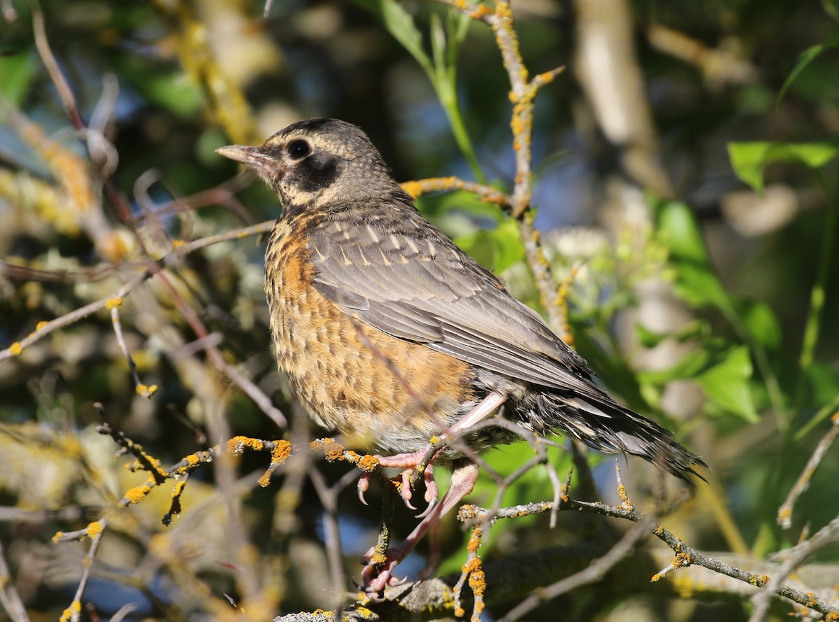 American Robin - ML620751893