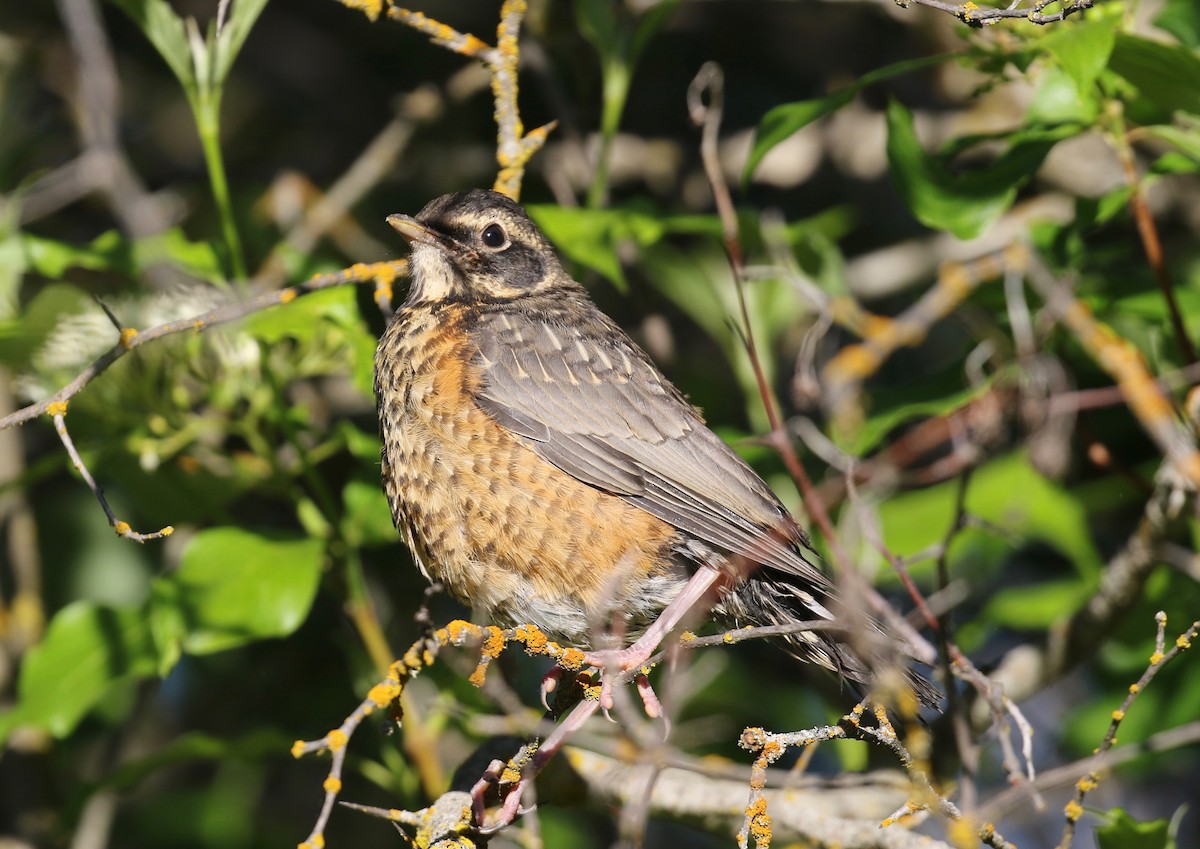 American Robin - ML620751896