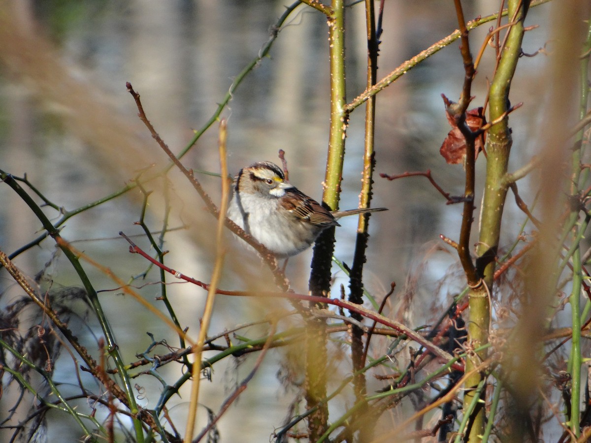 White-throated Sparrow - ML620751908