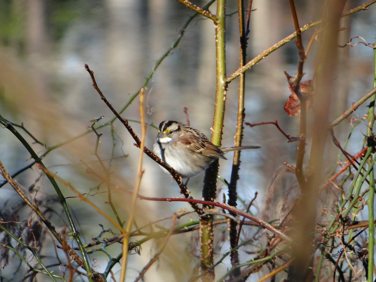White-throated Sparrow - ML620751909