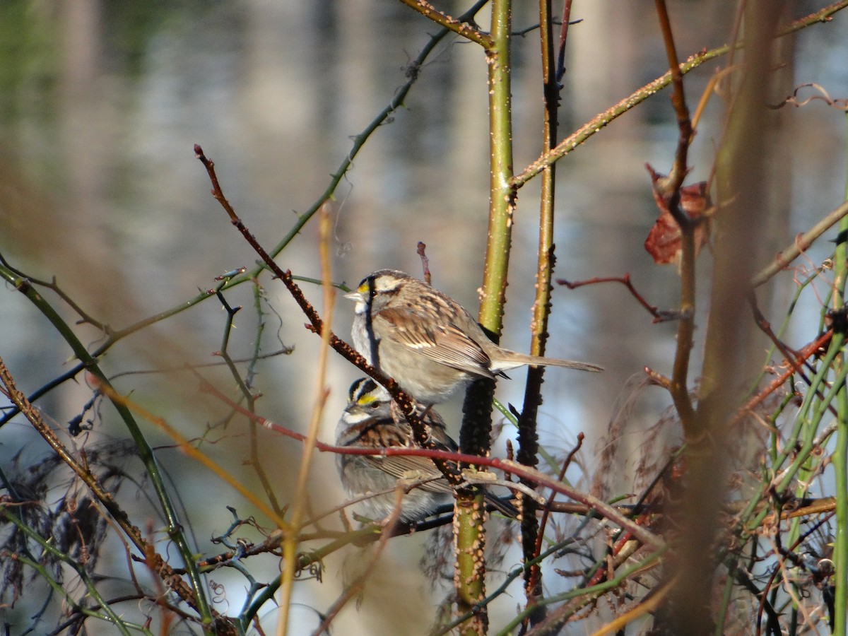White-throated Sparrow - ML620751911