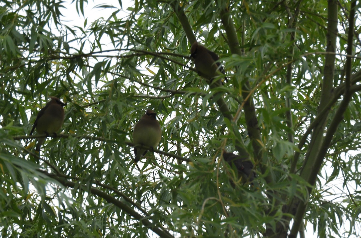 Cedar Waxwing - ML620751925