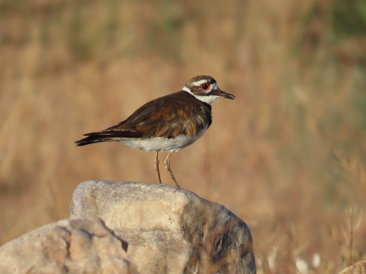 Killdeer - Daniel Peter Siminski