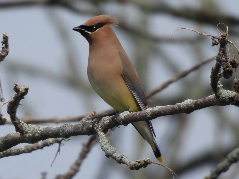 Cedar Waxwing - ML620751931