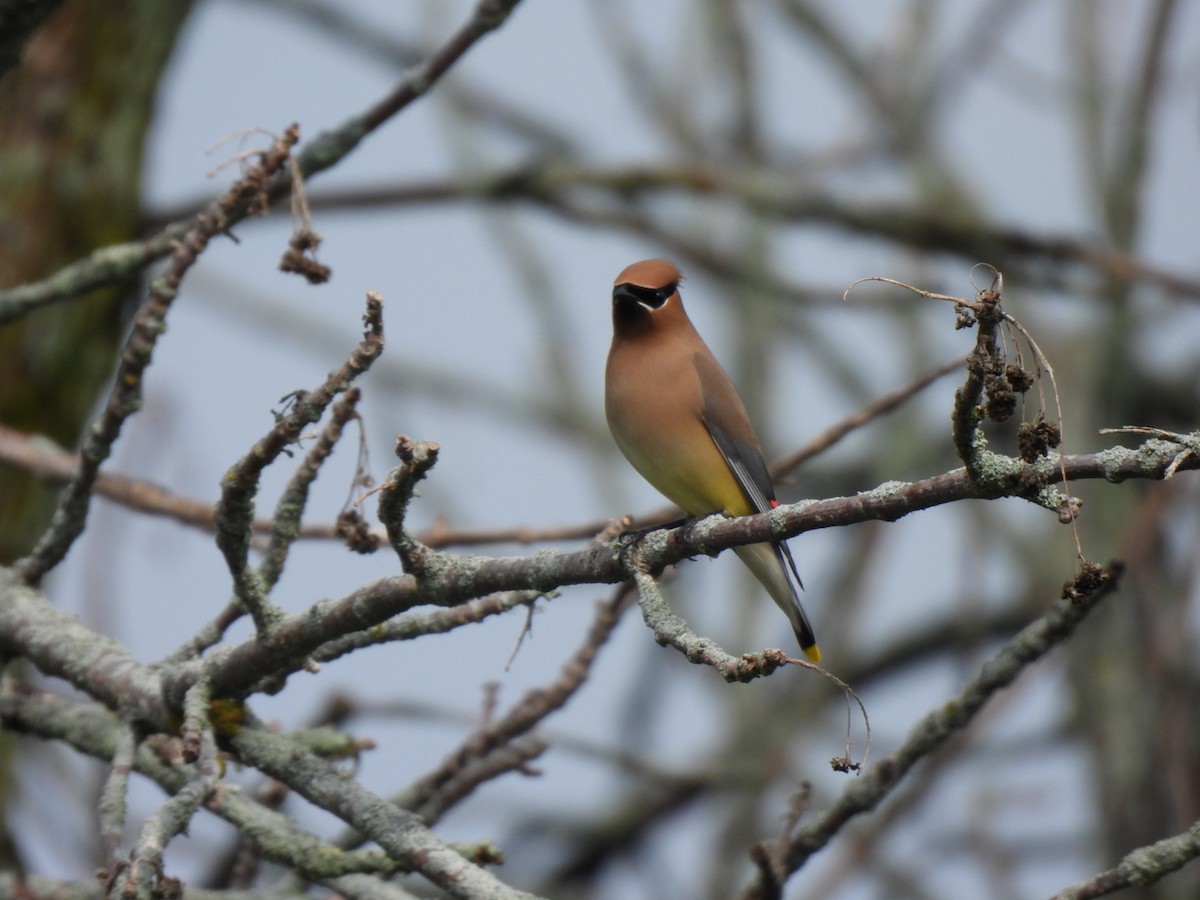 Cedar Waxwing - Richard Lott