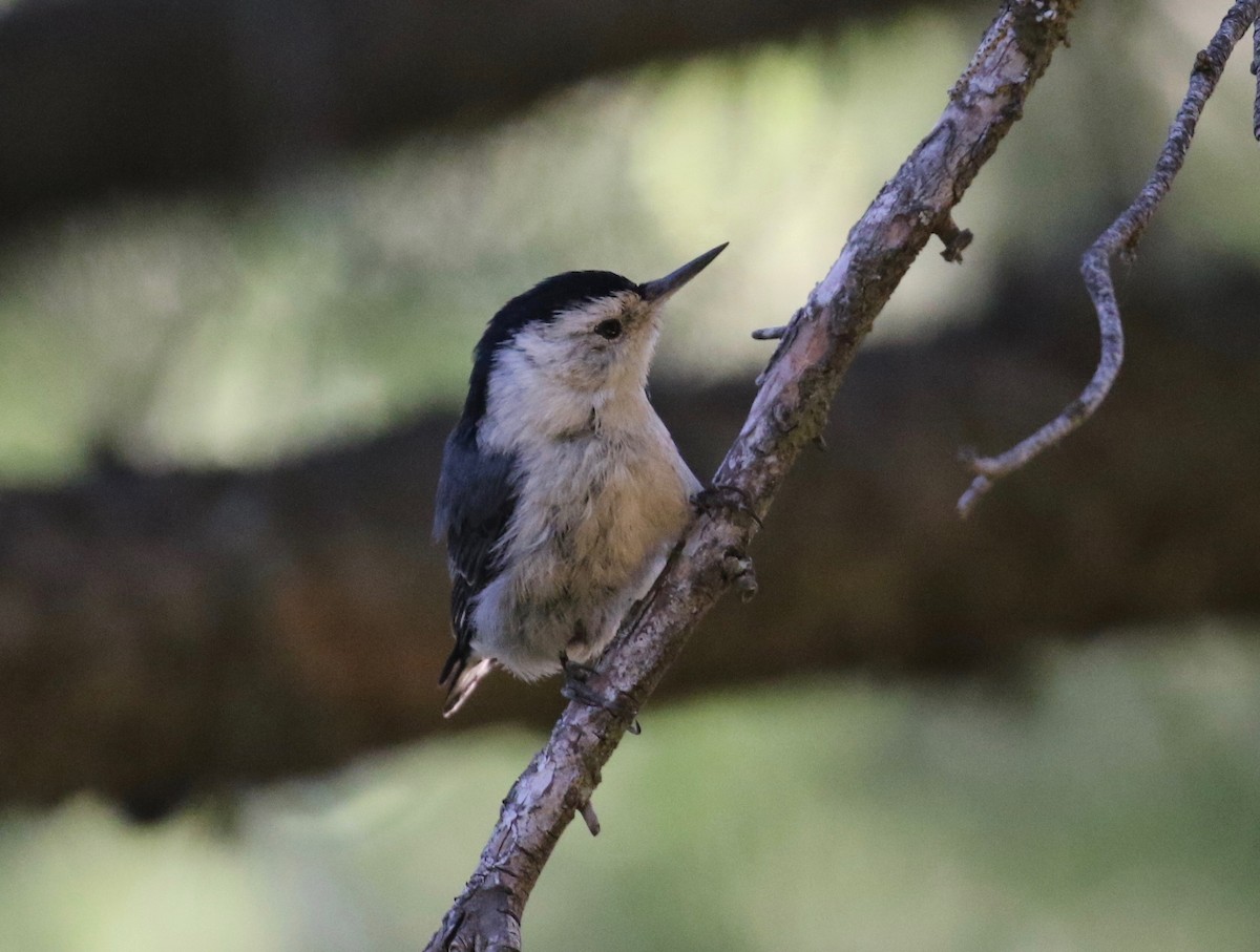 White-breasted Nuthatch - ML620751976