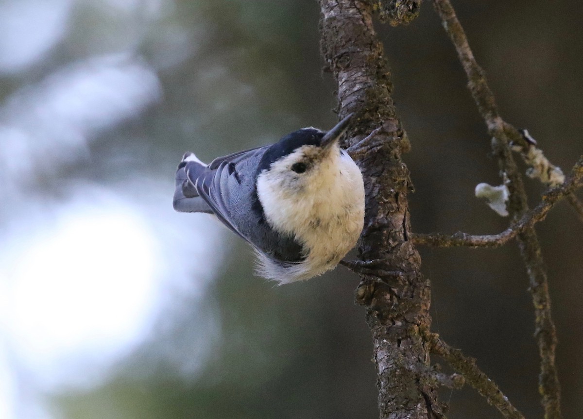 White-breasted Nuthatch - ML620751977
