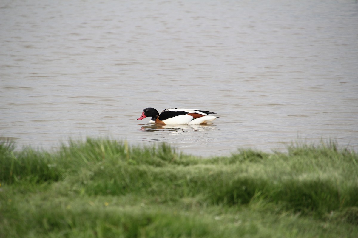 Common Shelduck - ML620751987