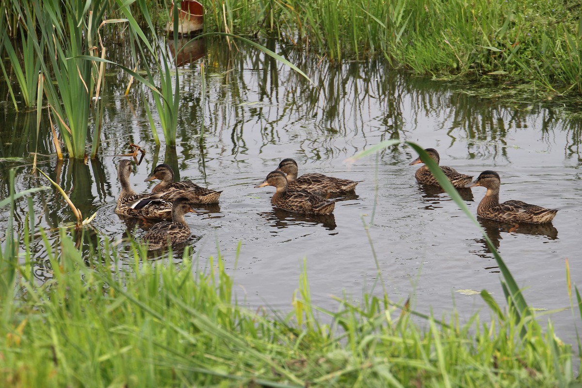 Mallard - ML620751992