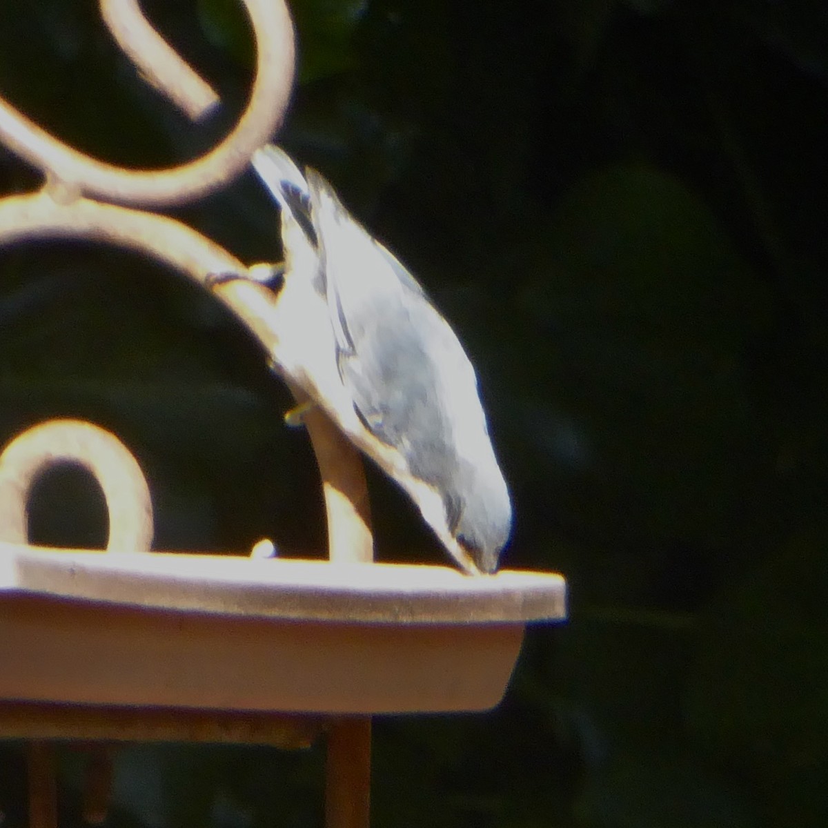 Pygmy Nuthatch - ML620752004