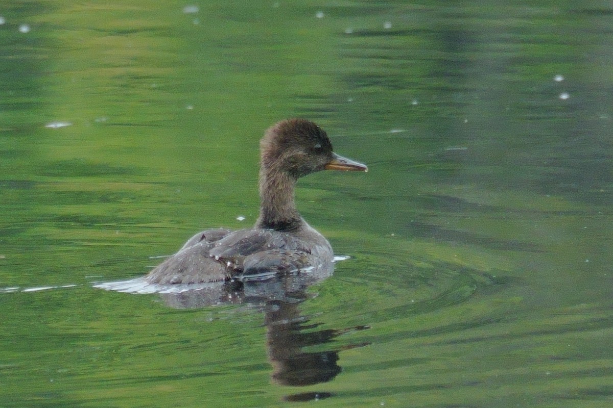 Hooded Merganser - ML620752010