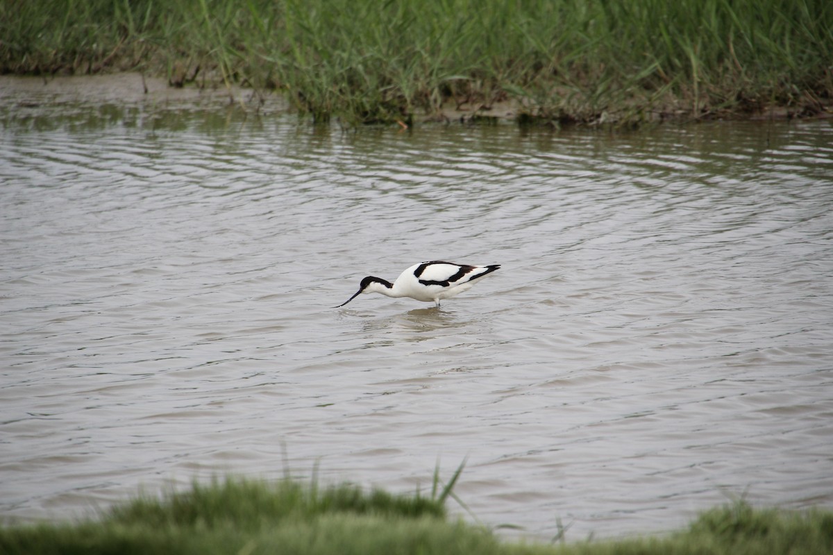 Pied Avocet - Elizabeth Hoffman