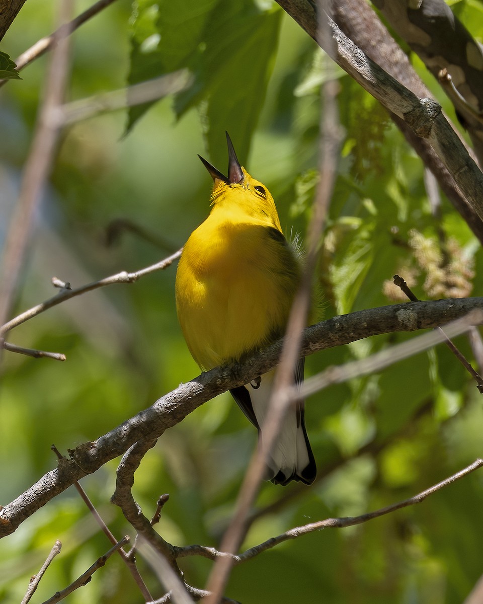 Prothonotary Warbler - ML620752036