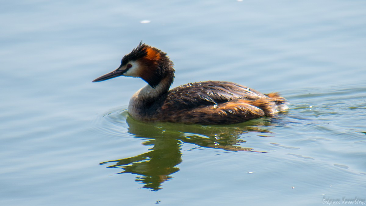 Great Crested Grebe - ML620752039