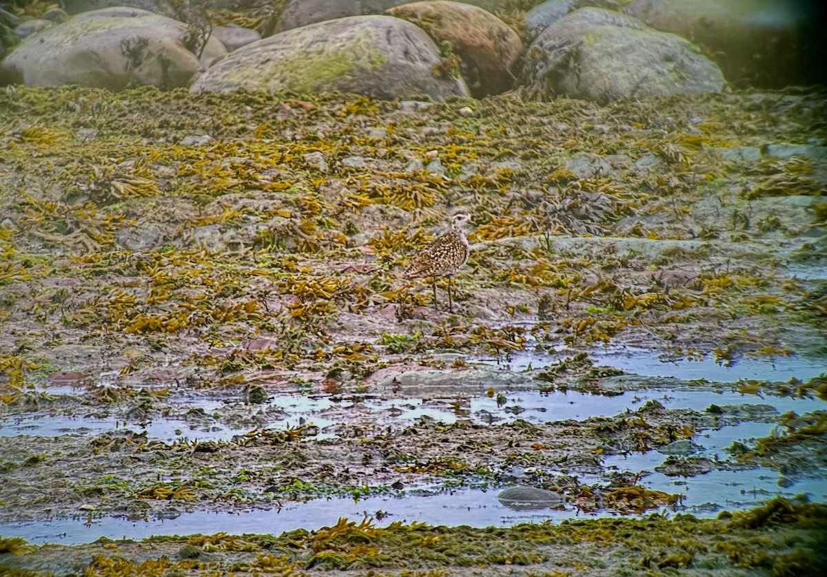 Pacific Golden-Plover - ML620752040