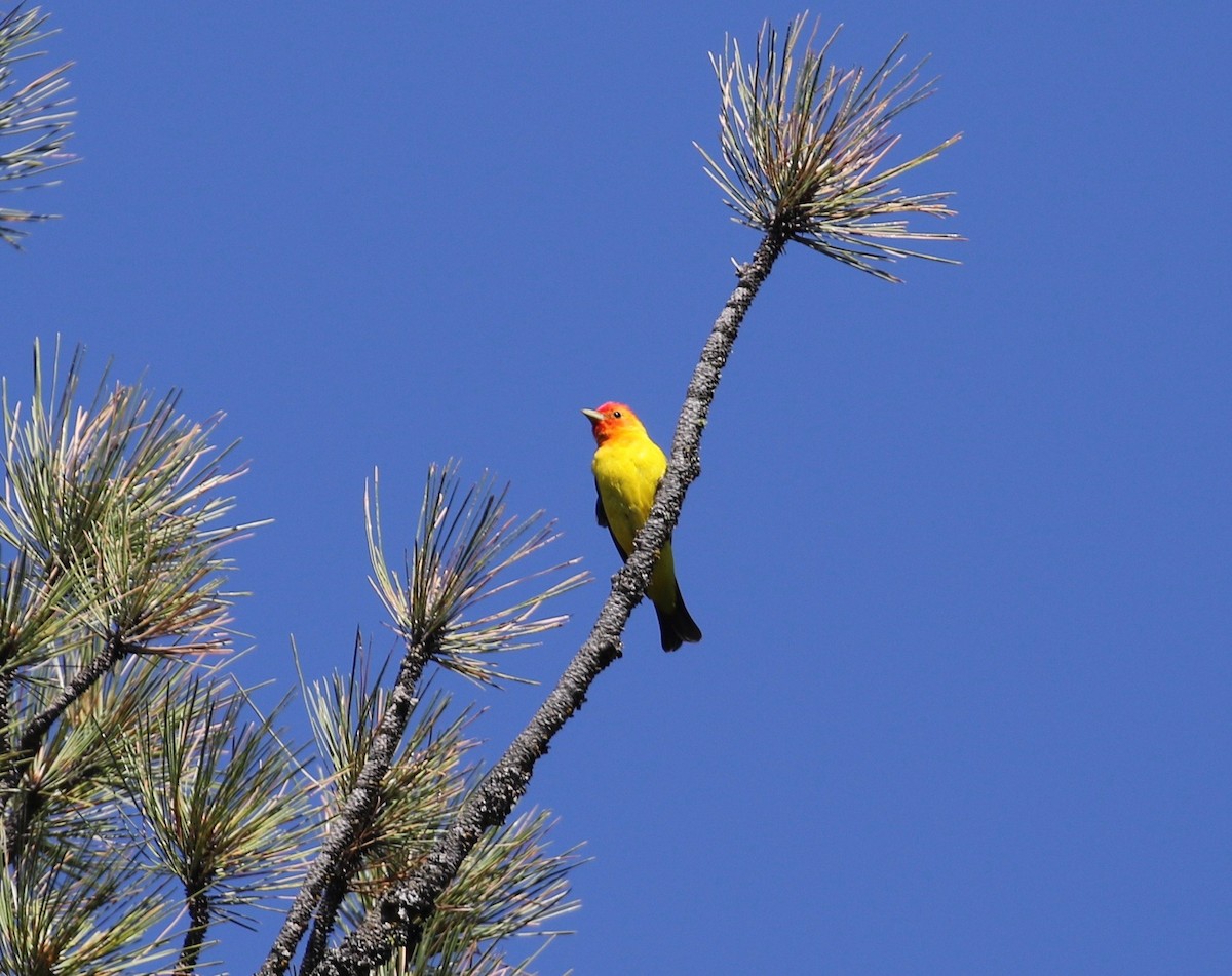 Western Tanager - ML620752042