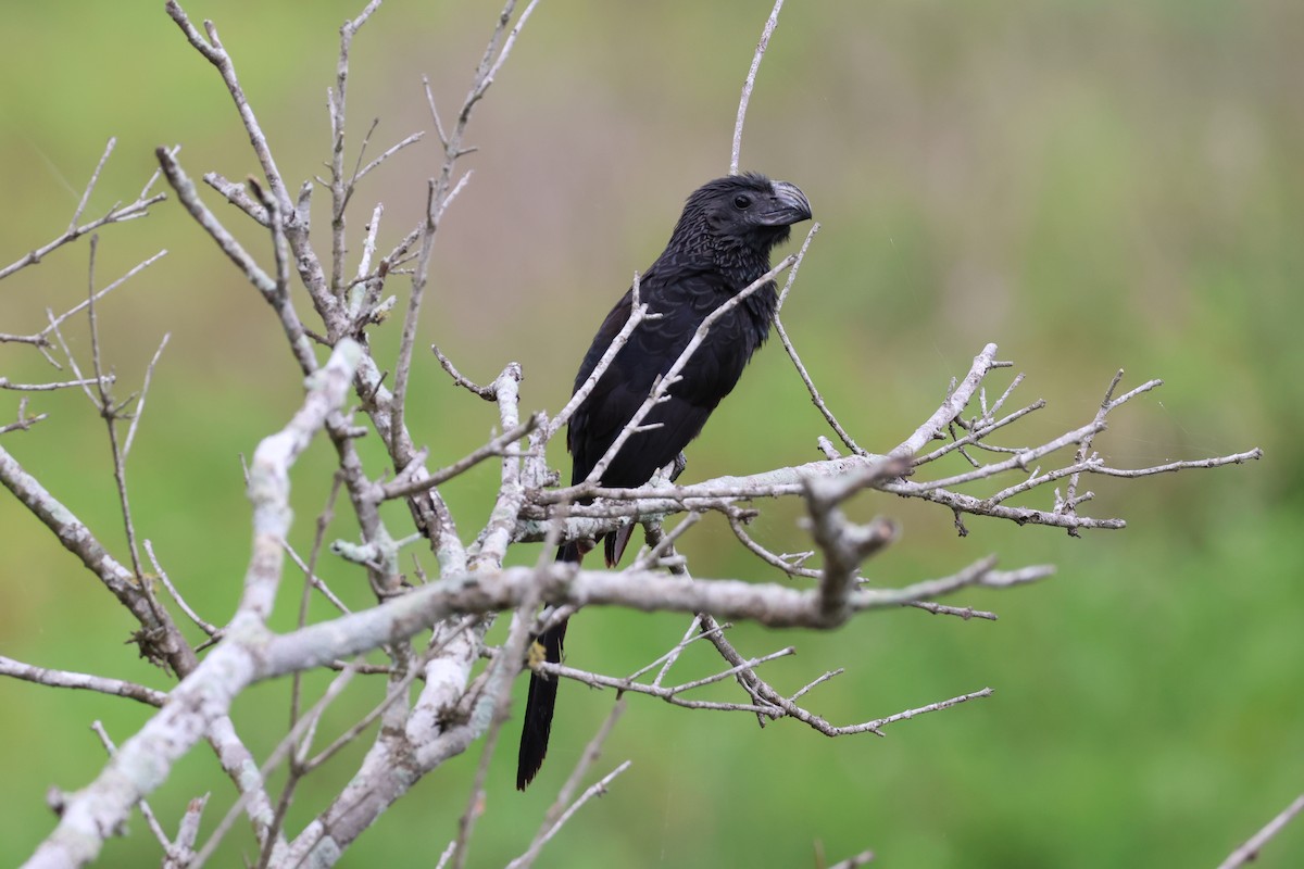 Groove-billed Ani - ML620752065