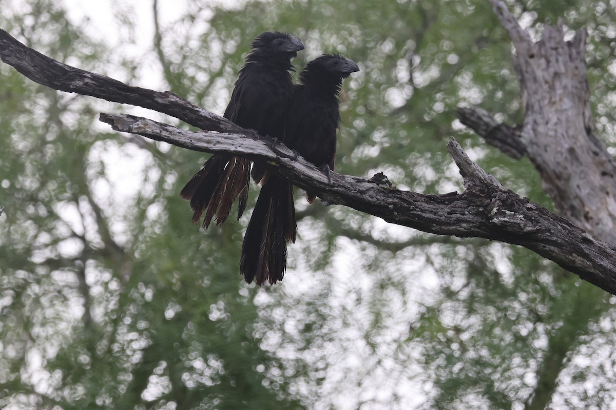 Groove-billed Ani - ML620752066